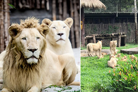 Những thú non bán hoang dã sinh ở Vinpearl Safari ngày ấy và bây giờ