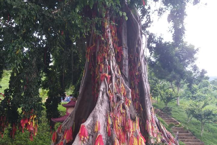 在Yang Bay 公园Moc Than树下的神圣编织愿望