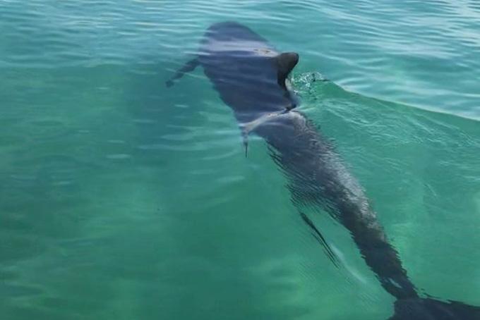 Cá heo xuất hiện gần bờ biển Cam Ranh trên báo Livetradingnews